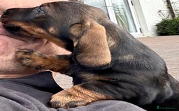 Dachshund dogs for sale: Wire Haired Dachshund 'Teckel' puppies for sale - Image 8