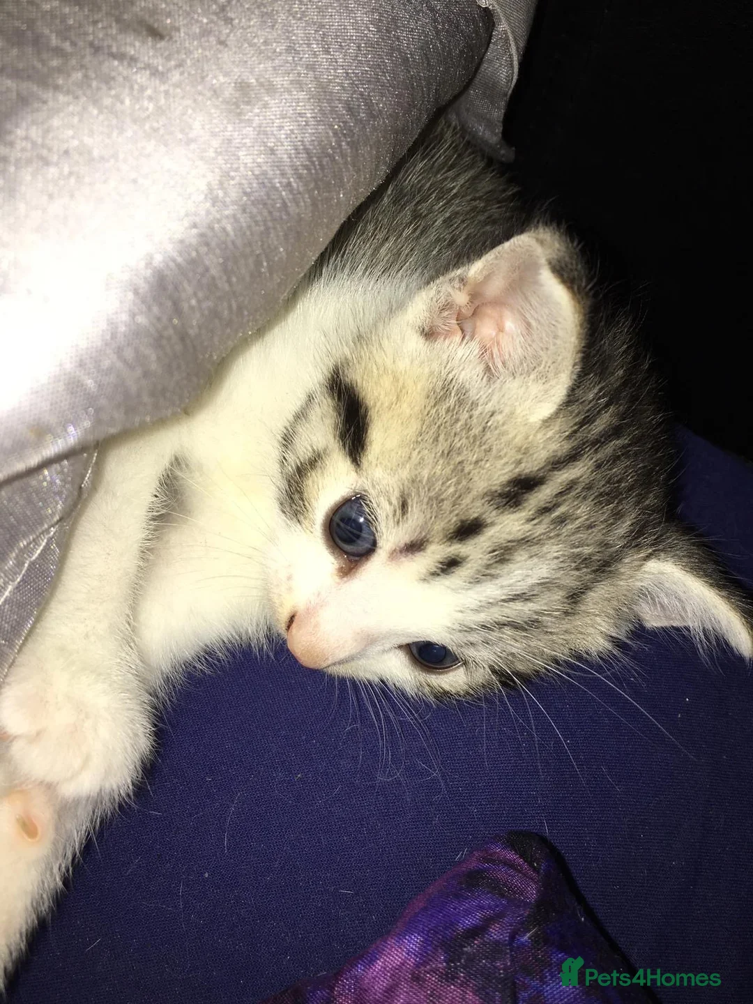 Domestic Shorthair cats for sale: Gorgeous Tabby Girl - Advert 5
