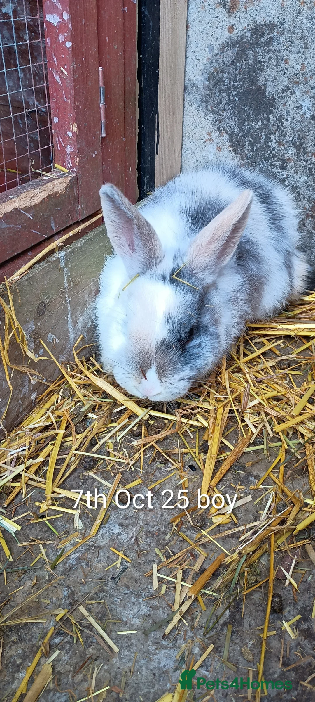Mixed Breed rabbits for sale: Beautiful boys  in Tenterden - Advert 2