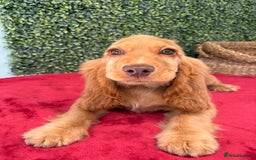 Cocker Spaniel dogs for sale: 🧡 Show Cocker Spaniel Puppy For Sale - Image 9