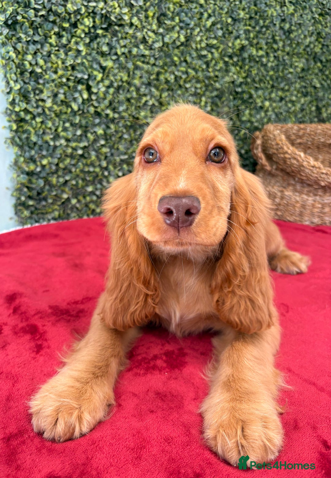Cocker Spaniel dogs for sale: 🧡 Show Cocker Spaniel Puppy For Sale - Image 9