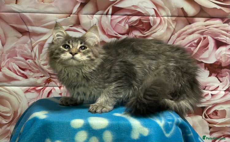 Maine Coon cats - Advert 2