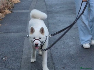 Akita dogs Remi for sale - Advert 1