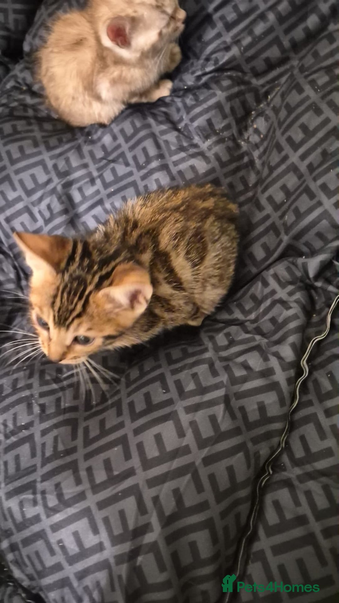 Bengal cats for sale: Beautiful bengal kittens  - Advert 9