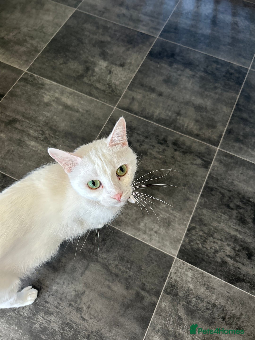 Mixed Breed cats for sale: 4 beautiful kittens available  - Advert 2