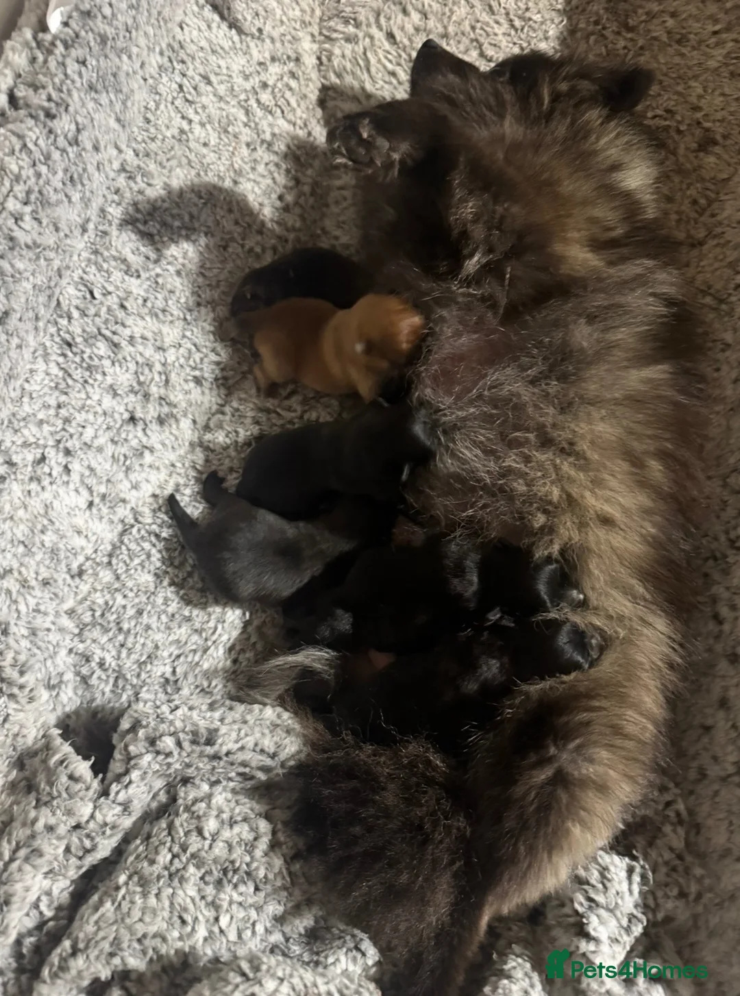 Pomeranian dogs for sale: Mini Pomeranian pups. Wee cherubs - Advert 2