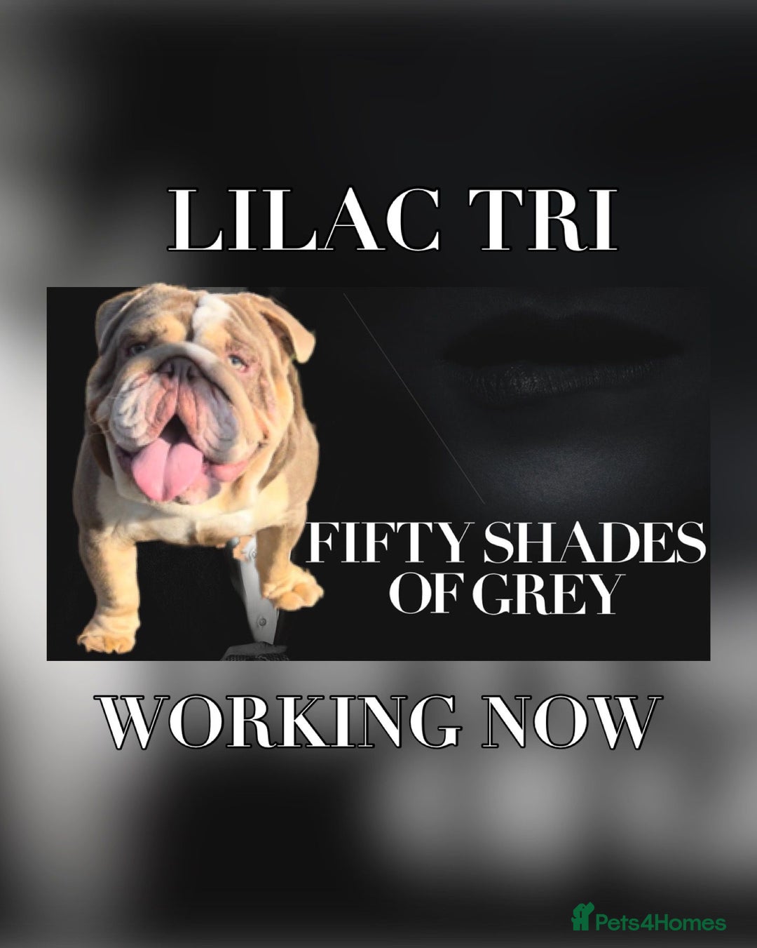 English Bulldog dogs for stud: Dog for stud in Dagenham - Advert 1