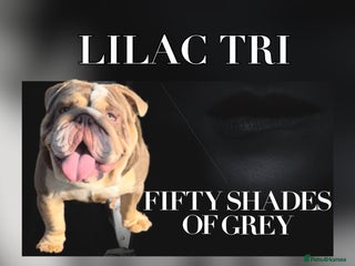 English Bulldog dogs in Dagenham - Advert 9