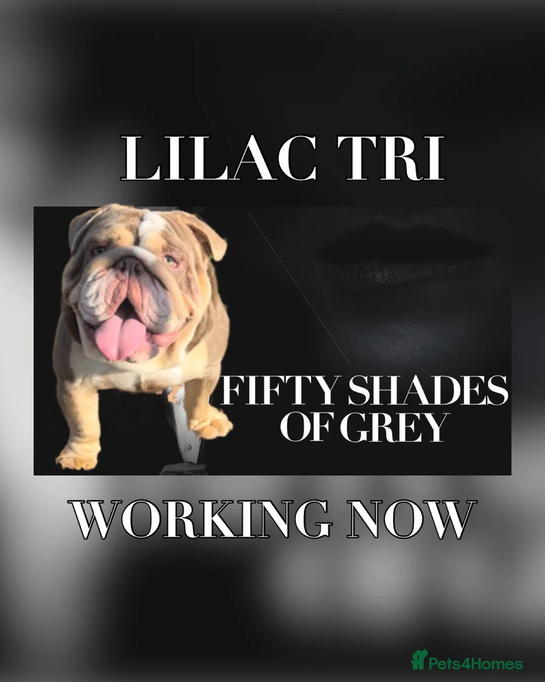 English Bulldog dogs for stud: Dog for stud in Dagenham - Advert 1