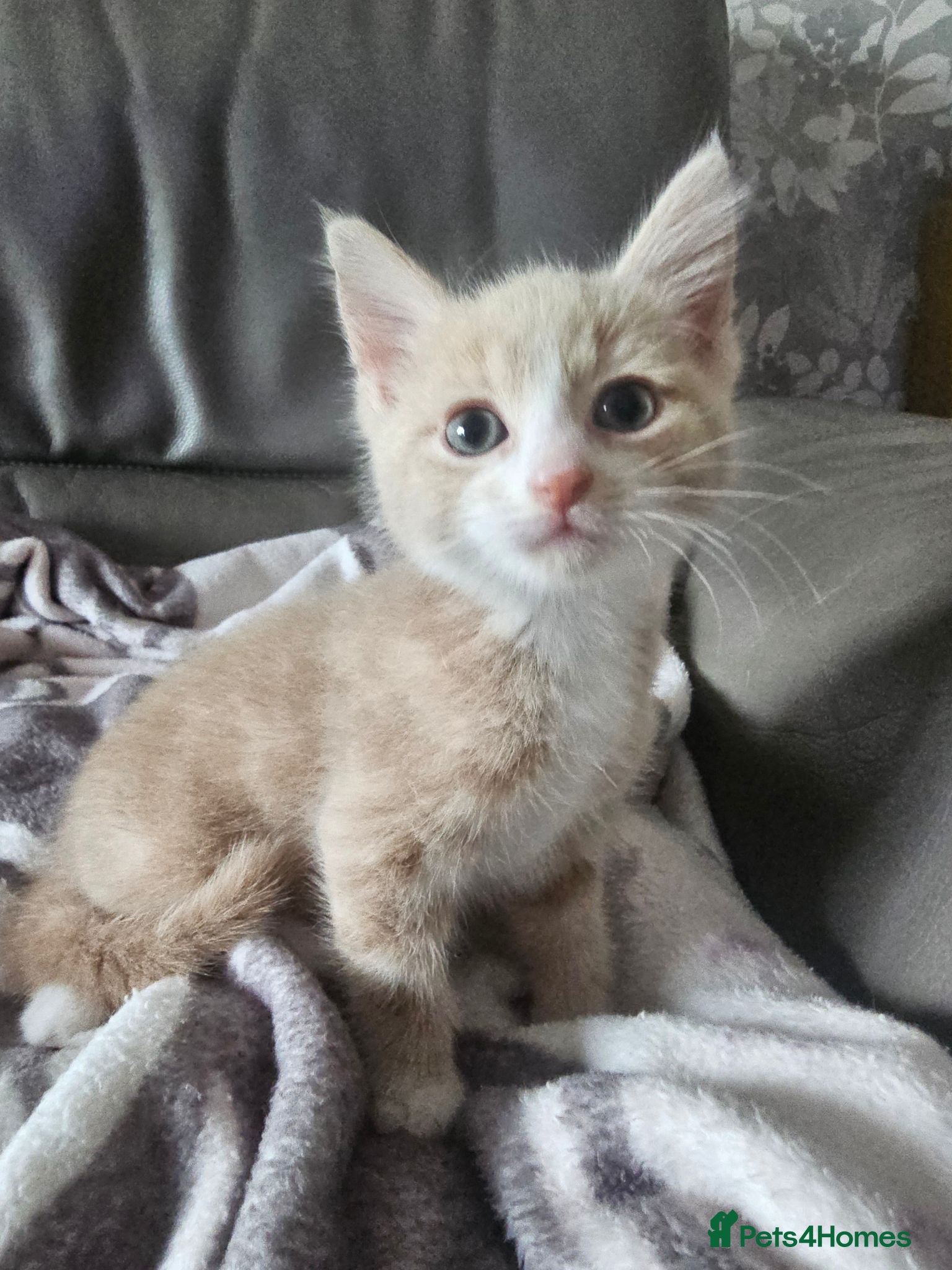 Mixed Breed cats * READY NOW* stunning kittens (grey & pale ginger) - Advert 3
