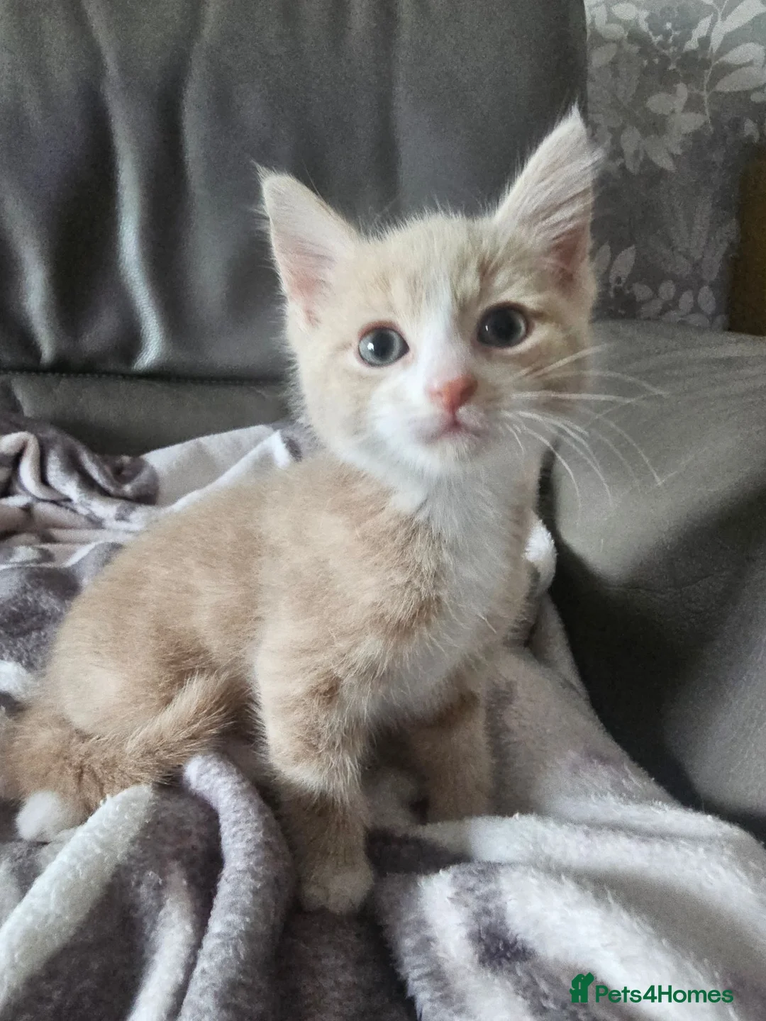 Mixed Breed cats for sale: 2 stunning male kitten (grey & pale ginger) - Advert 2