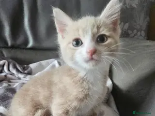 Mixed Breed cats * READY NOW* stunning kittens (grey & pale ginger) - Advert 1