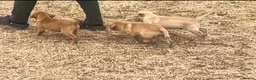 Labrador Retriever dogs for sale: KC Reg Labrador pups Working Traditional Chunky - Advert 17