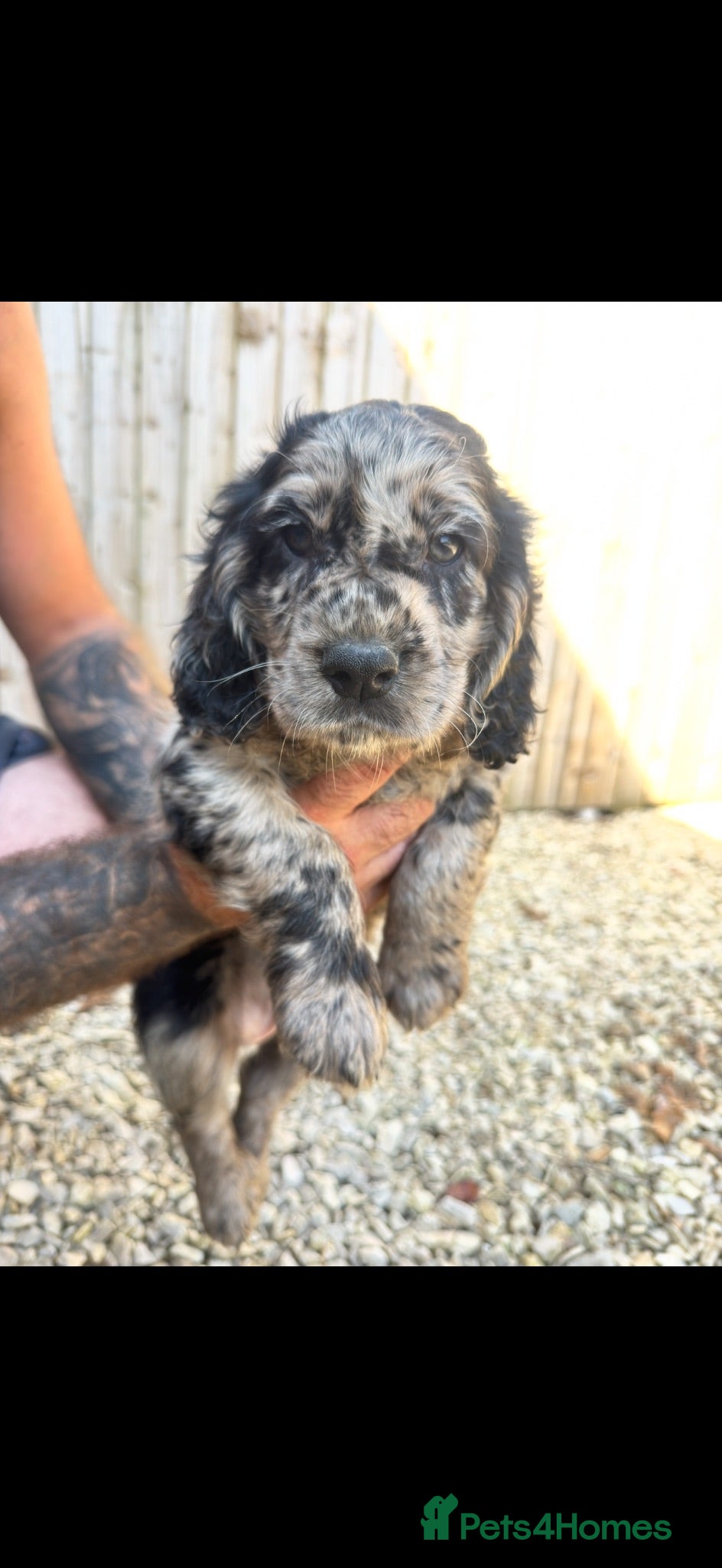Cocker Spaniel dogs Stunning unique kc working cocker spaniel puppies  - Advert 1