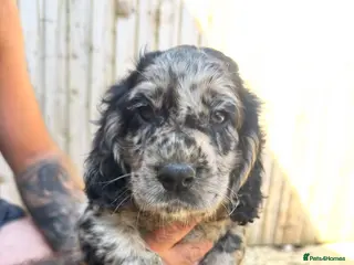 Cocker Spaniel dogs *ONLY 2 LEFT*stunning unique kc cocker spaniels - Advert 1