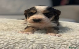 Cocker Spaniel dogs for sale: 6 Cocker Spaniel puppies for sale - Advert 25