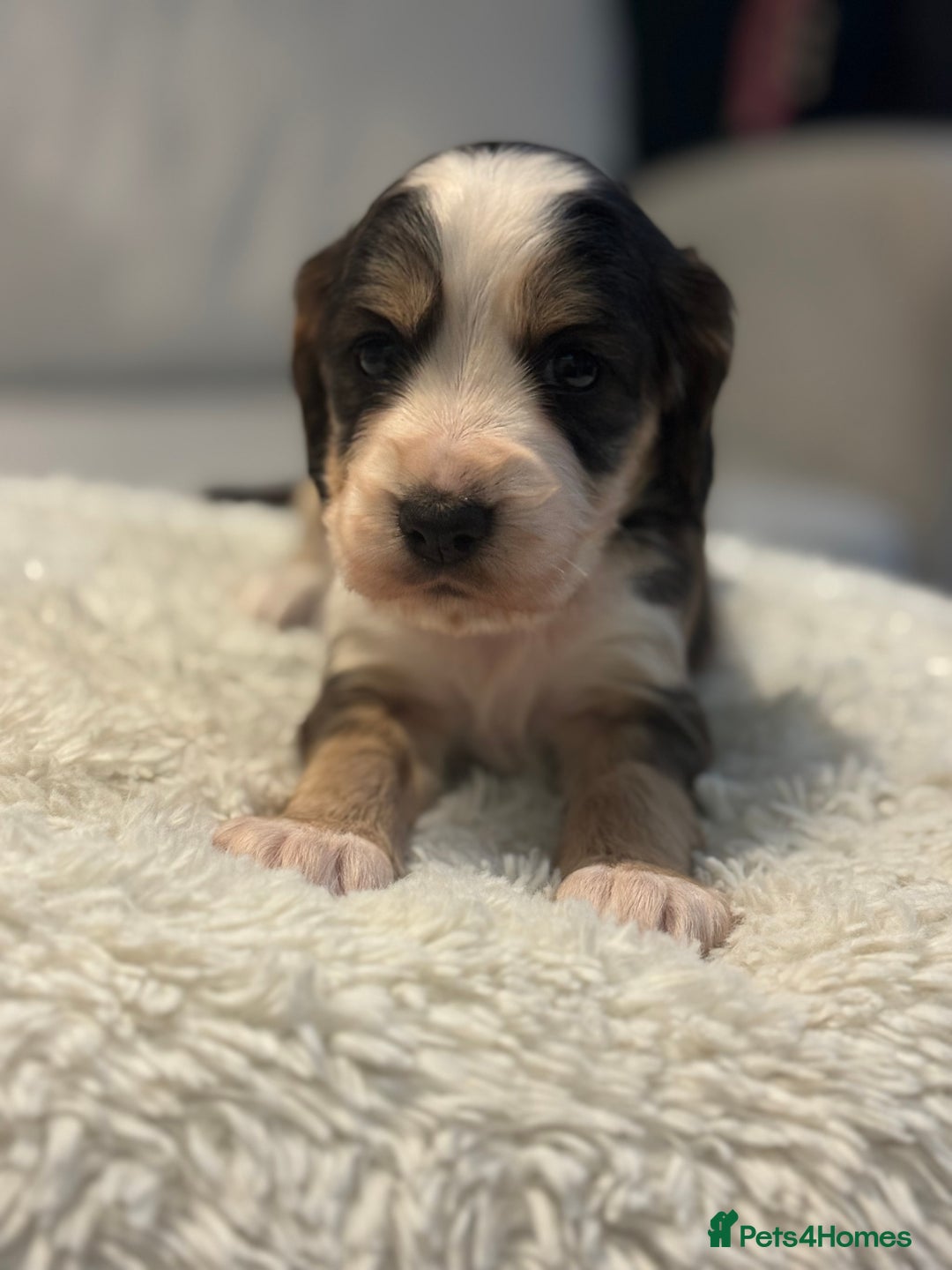 Cocker Spaniel dogs for sale: 6 Cocker Spaniel puppies for sale - Advert 25