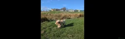 Cockapoo dogs for sale: 1 year old Cockapoo male - Advert 3