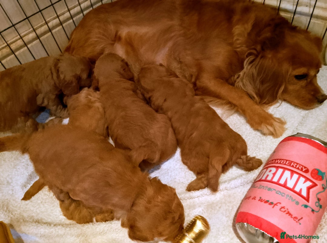 Cavapoo dogs for sale: F1 Cavapoo Pups  - Image 8