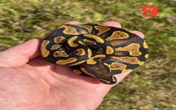 Python Snake reptiles for sale: Ball Python / Royal Python Hatchlings and Adults - Image 10