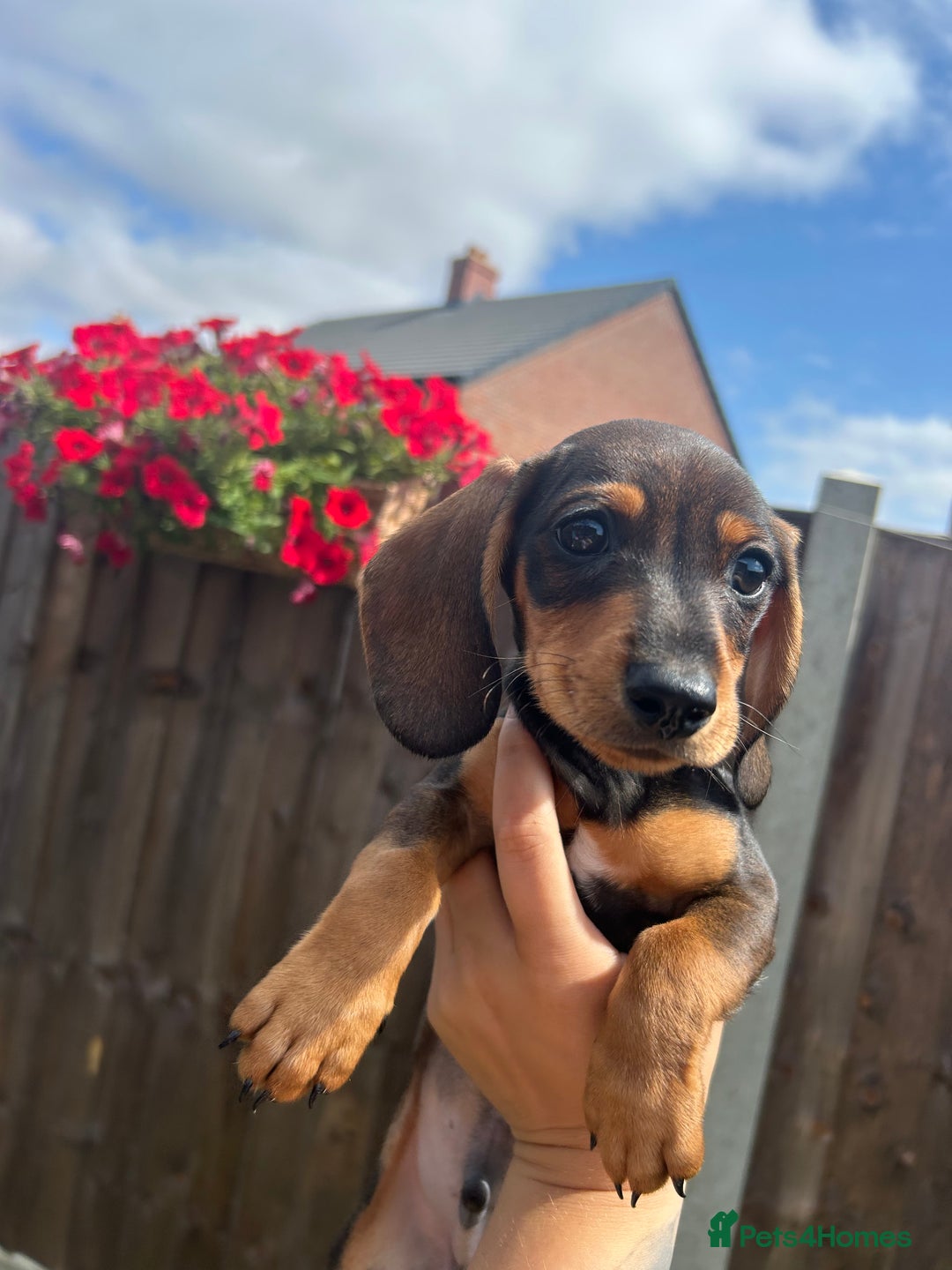 Miniature Dachshund dogs for sale: Minature dachshunds for sale! LAST 2!READY TO GO! - Image 9