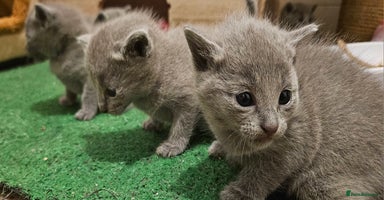 Russian Blue cats - Advert 15