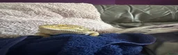 Bearded Dragon reptiles for sale: Bearded dragon + full vivarium setup + storage in Worthing - Advert 3