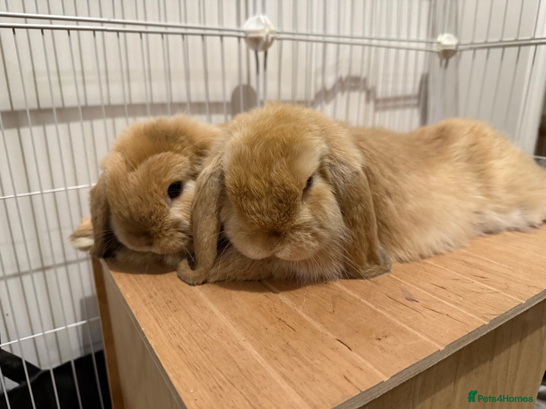 Mini Lop rabbits for sale: 2 beautiful male mini lops with full setup - Image 3
