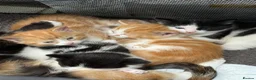 Mixed Breed cats for sale: Stunning Kittens in London - Advert 2