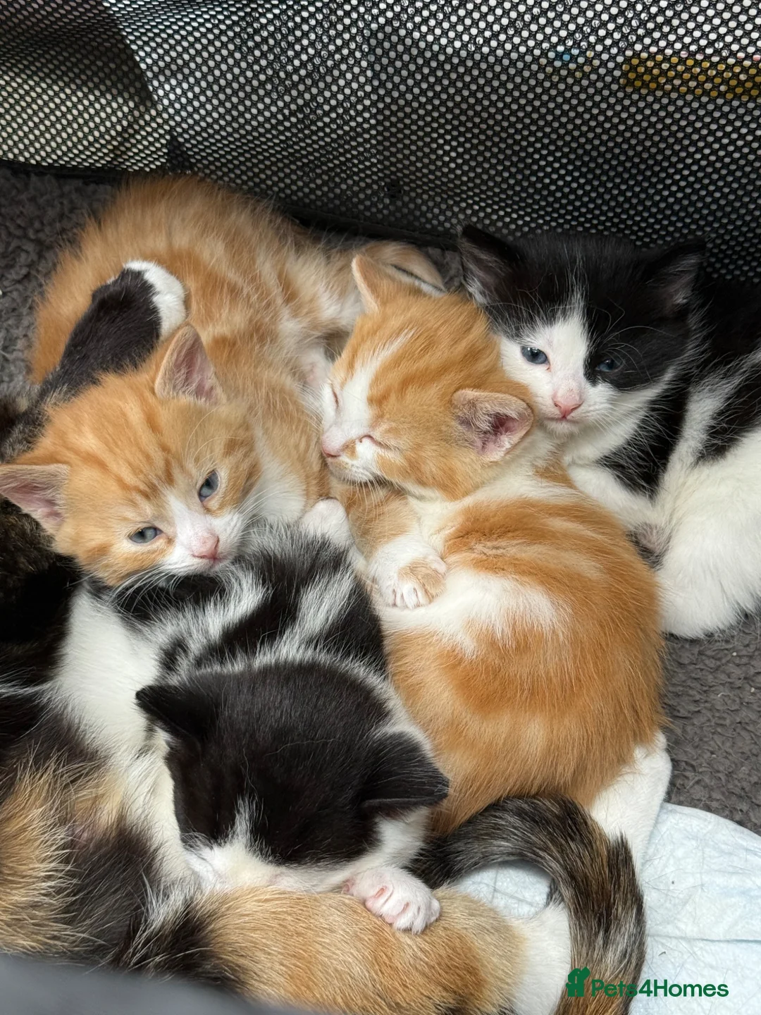Mixed Breed cats for sale: Stunning Kittens in London - Advert 2