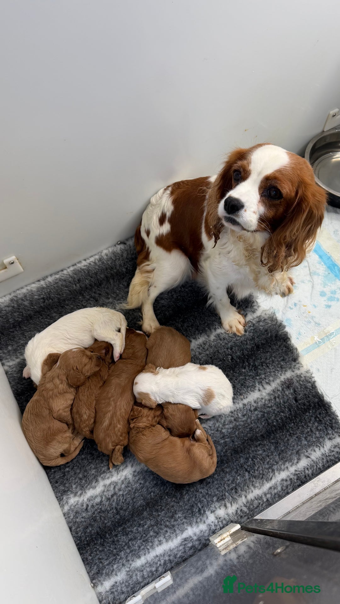 Cavapoo dogs for sale: Stunning quality Cavapoos ready December  - Image 4