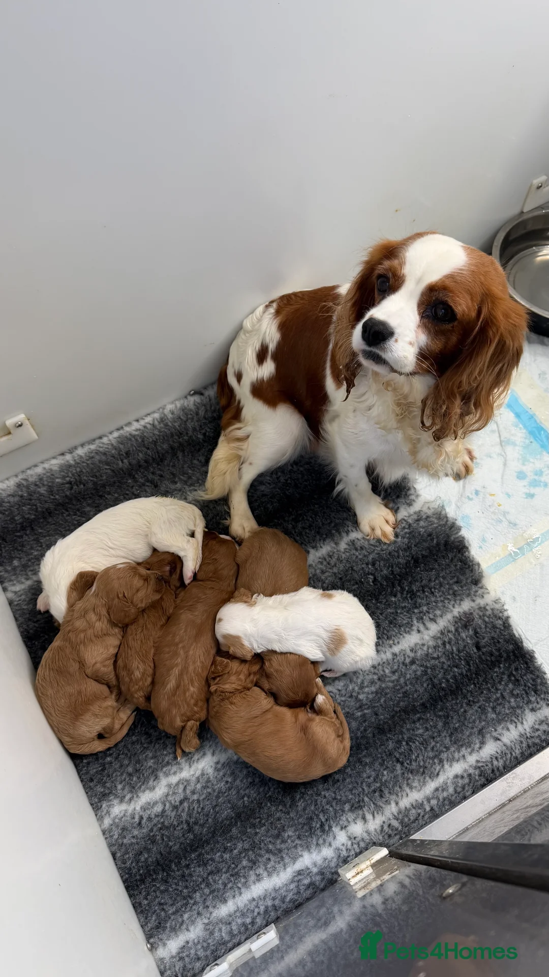 Cavapoo dogs for sale: Last red girl 8 weeks old now  - Advert 3