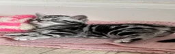 British Shorthair cats for sale: Silver tabby British shorthair Kittens  - Advert 5