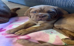 Dogue De Bordeaux dogs for sale: Beautiful KC Dogue De Bordeaux Puppies - Advert 22