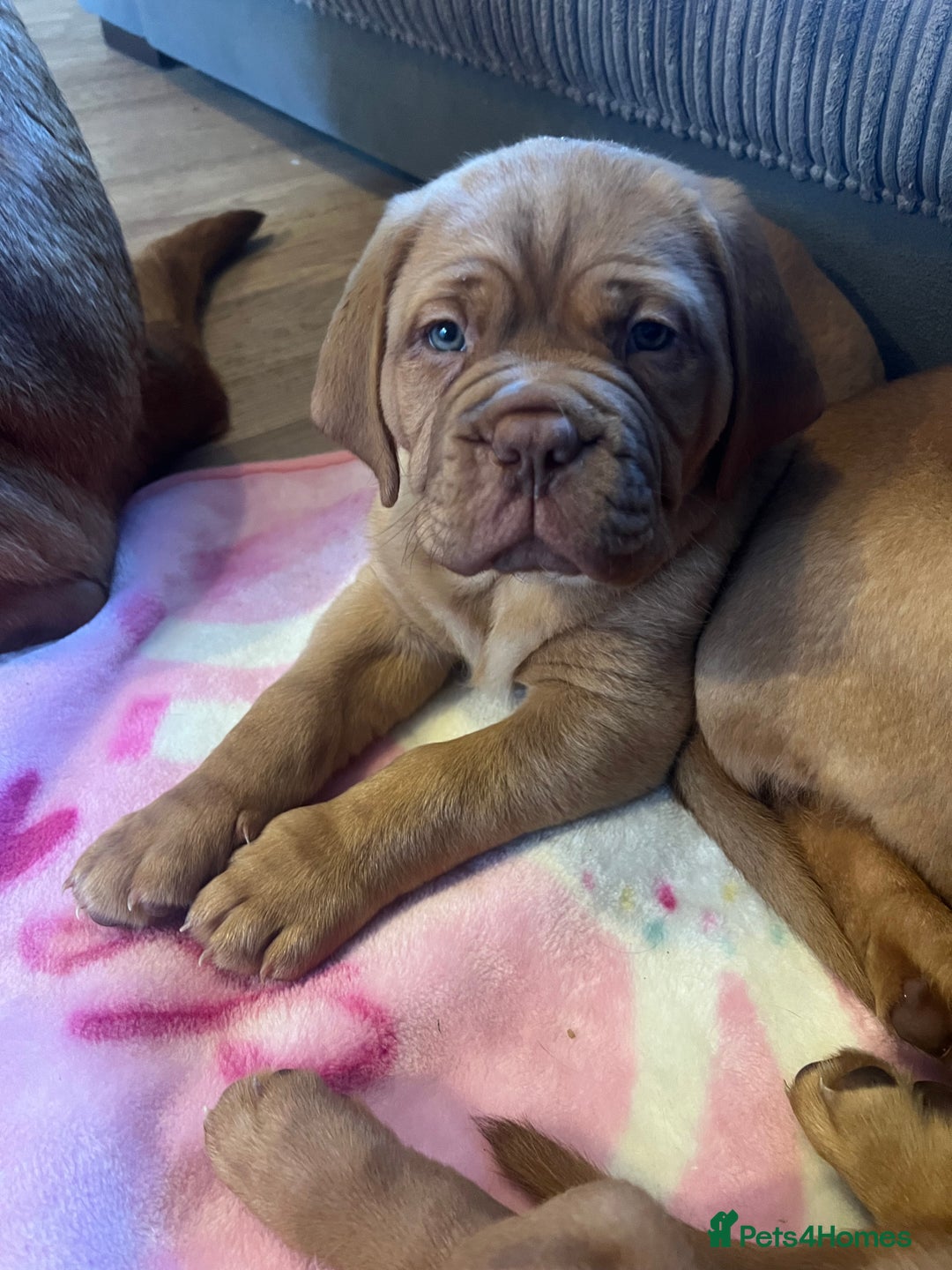 Dogue De Bordeaux dogs for sale: Beautiful KC Dogue De Bordeaux Puppies - Advert 22