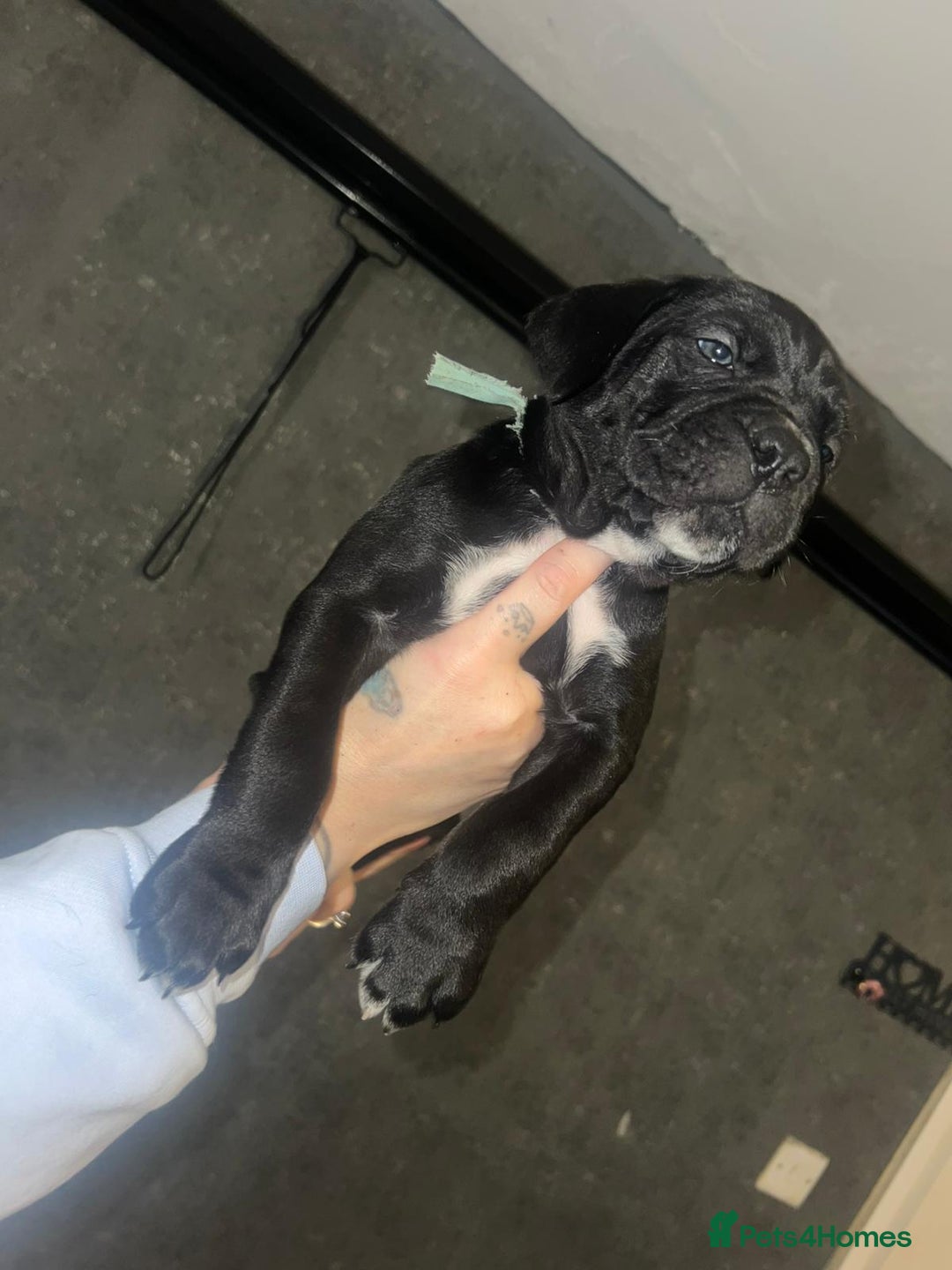 Cane Corso dogs for sale: Cane Corso Pups - Advert 27