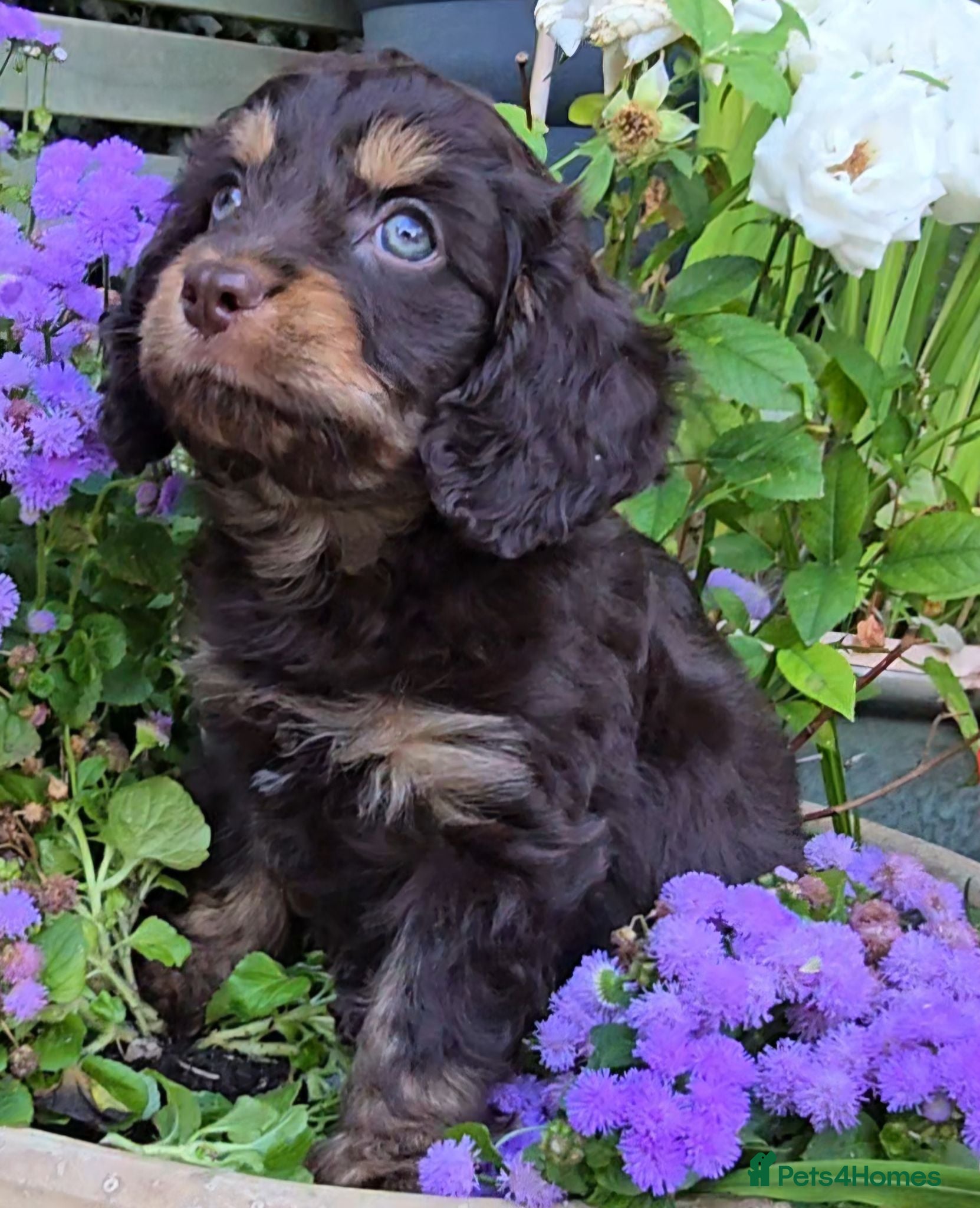 Cavapoo dogs Beautiful F1 Cavapoo puppies  - Advert 5