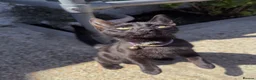 Mixed Breed cats for sale: Sweet black kitten  in Southampton - Advert 2