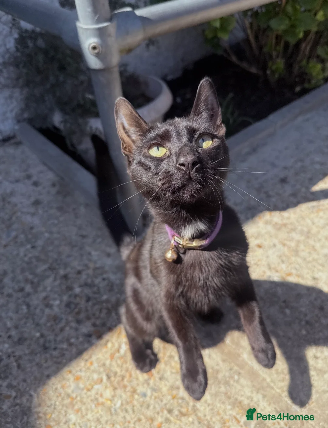 Mixed Breed cats for sale: Sweet black kitten  in Southampton - Advert 2