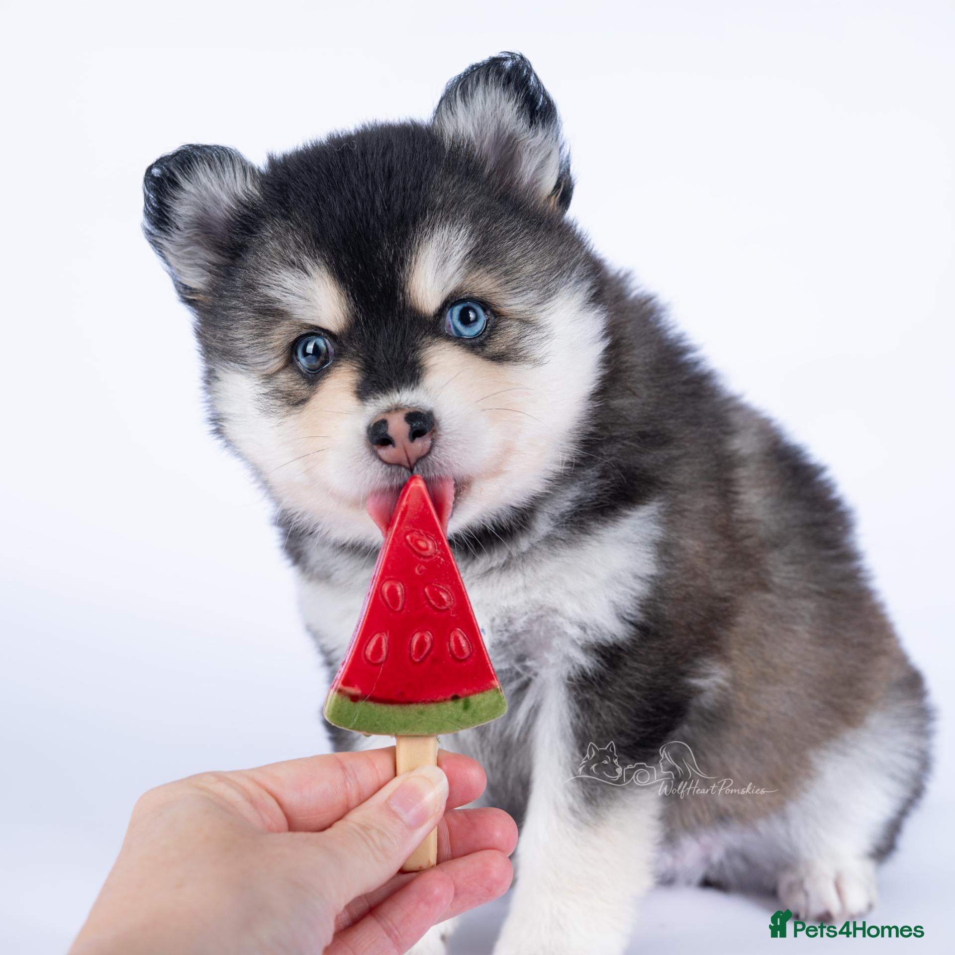 Pomsky dogs F4 Pomsky females from health tested parents - Advert 2