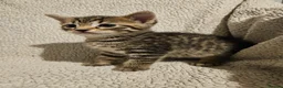 Mixed Breed cats for sale: Part bengal kittens. - Advert 3