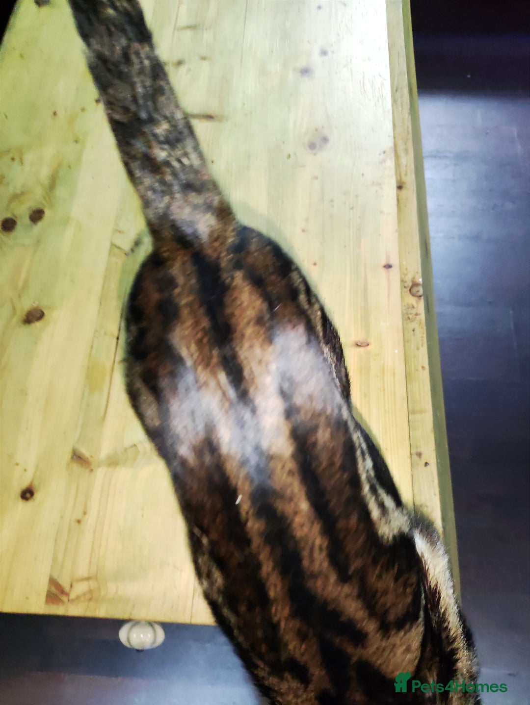 Bengal cats for stud: Rehoming 🔥 Clouded Bengal Stud TICA Amazing🔥 in Durham - Image 3