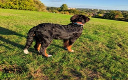 Bernese Mountain Dog dogs for sale: 5 month old stunning dog - Image 4