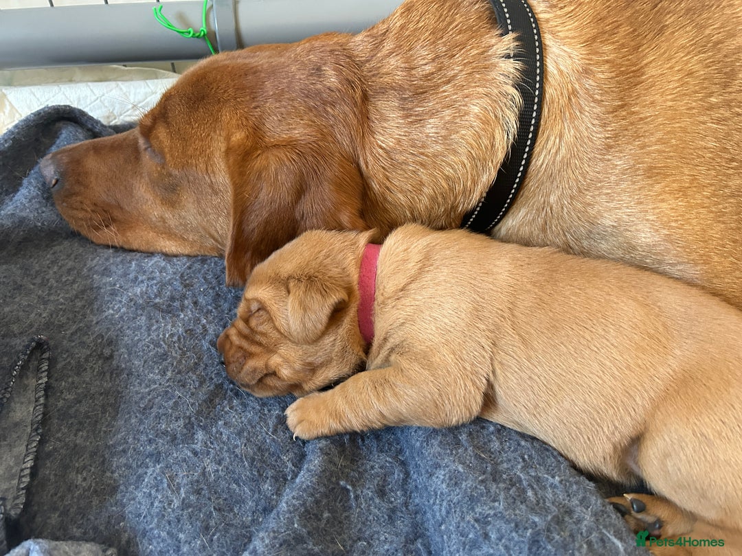 Labrador Retriever dogs for sale: Kc Labrador Retriever Red fox 8 puppies for sale  - Advert 9