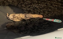 Cockapoo dogs for sale: F1bb Cockapoo puppies - Image 4