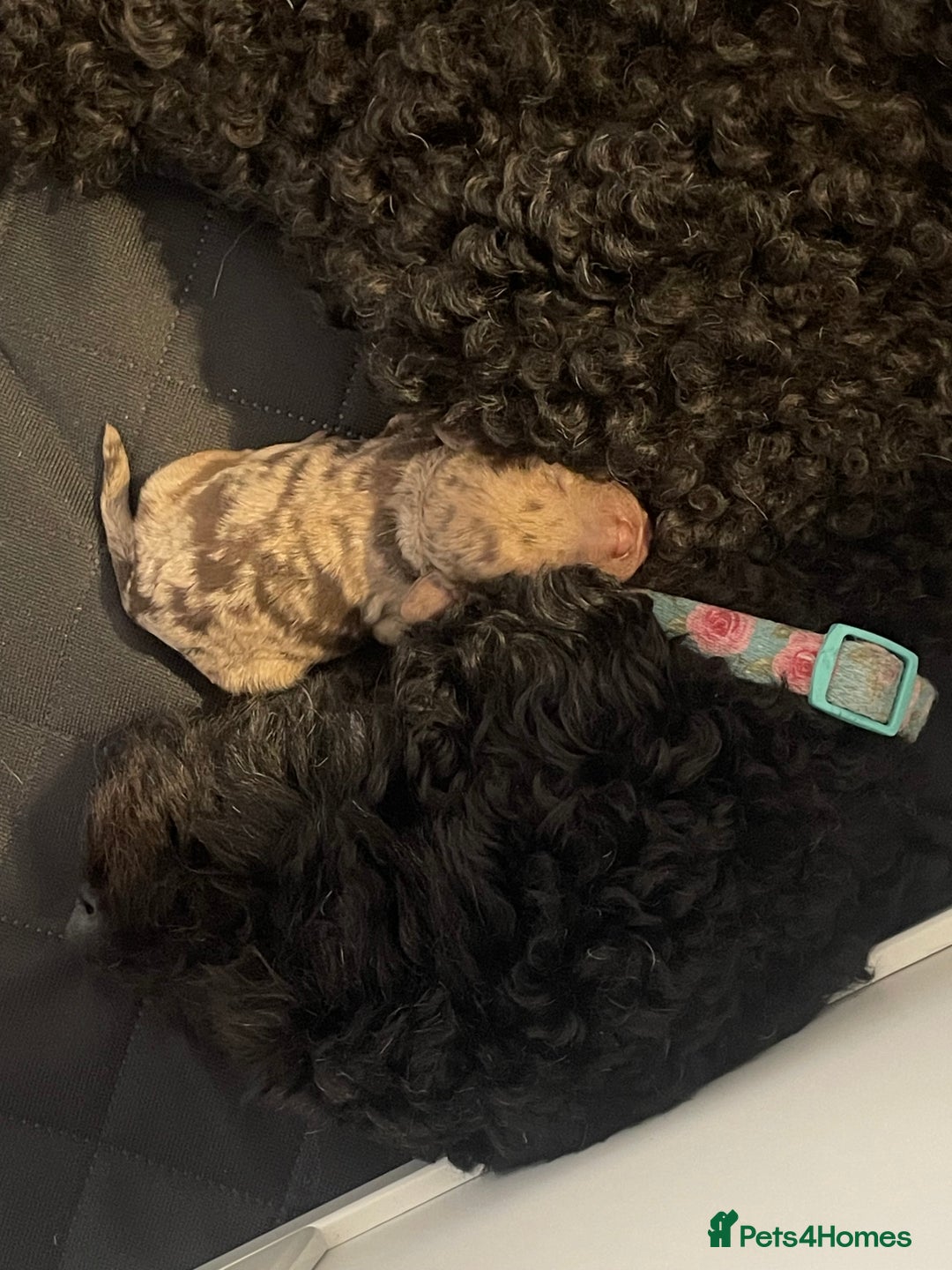 Cockapoo dogs for sale: F1bb Cockapoo puppies - Image 4