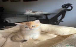 British Shorthair cats for sale: GCCF reg BSH Last Chocolate Golden Odd Eyes Female - Image 28