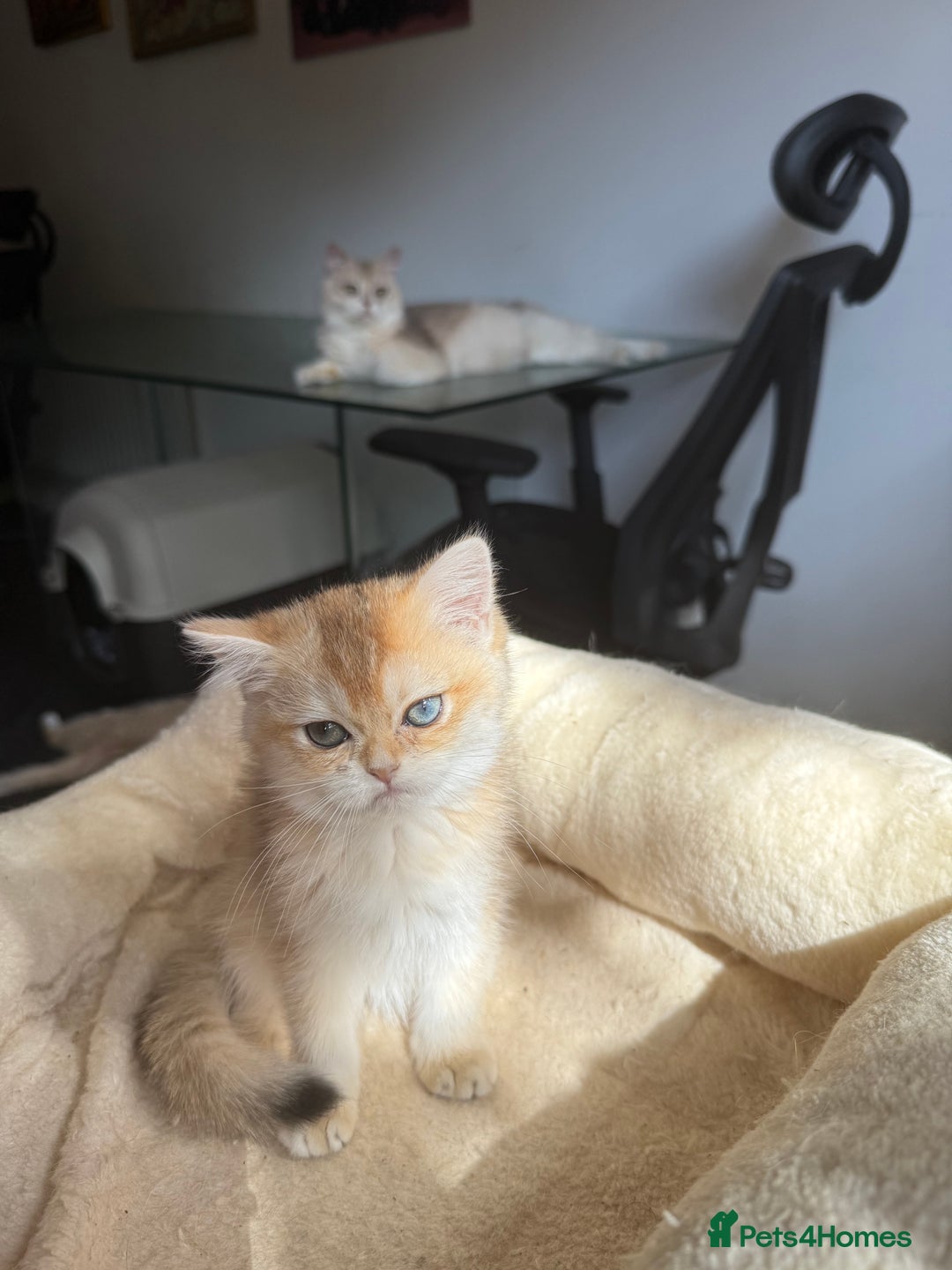 British Shorthair cats for sale: GCCF reg BSH Last Chocolate Golden Odd Eyes Female - Image 28