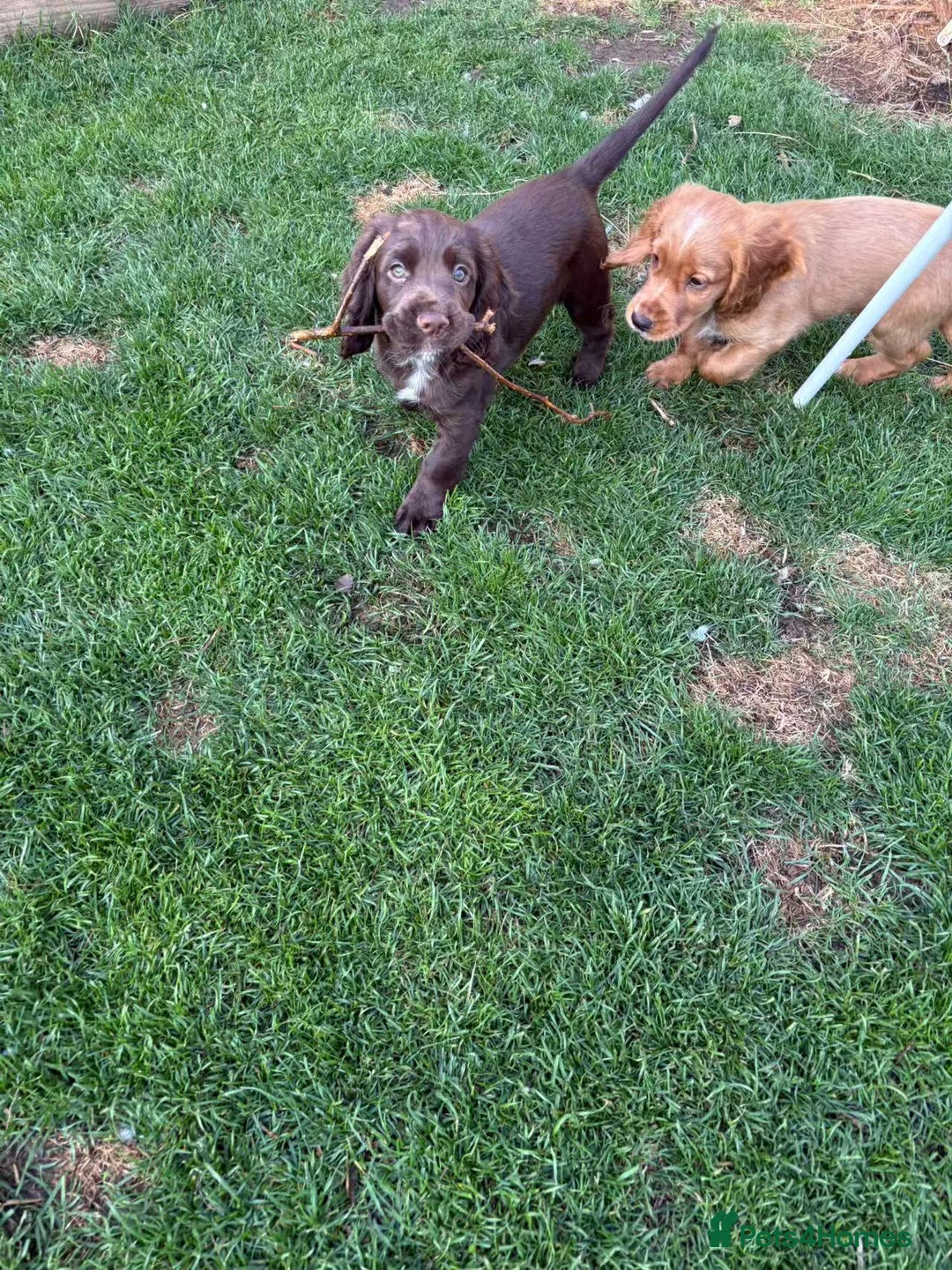 Cocker Spaniel dogs for sale: 🏆 KC Reg Working Cocker Spaniels – FTCH Line 🐾 - Image 24
