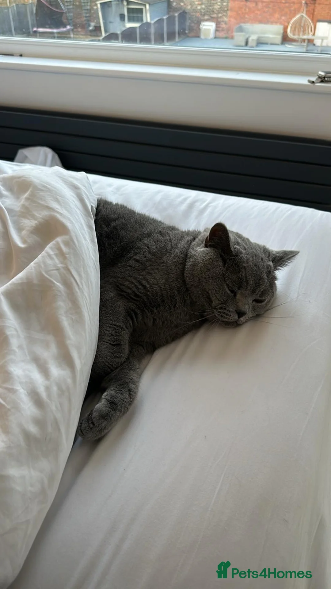 British Shorthair cats for sale: Beautiful loving BSH - Advert 4